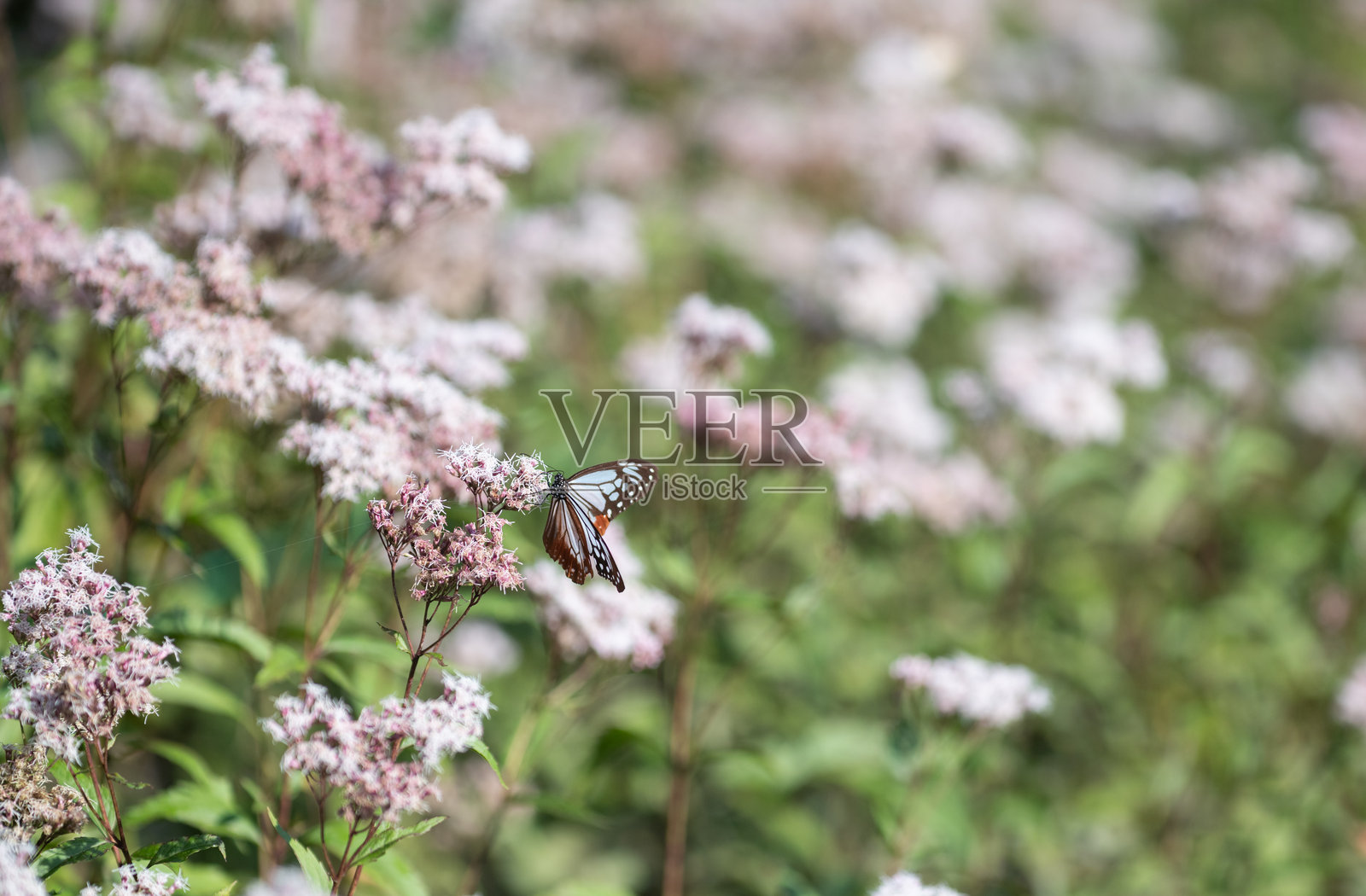一只美丽的蝴蝶在旅行照片摄影图片