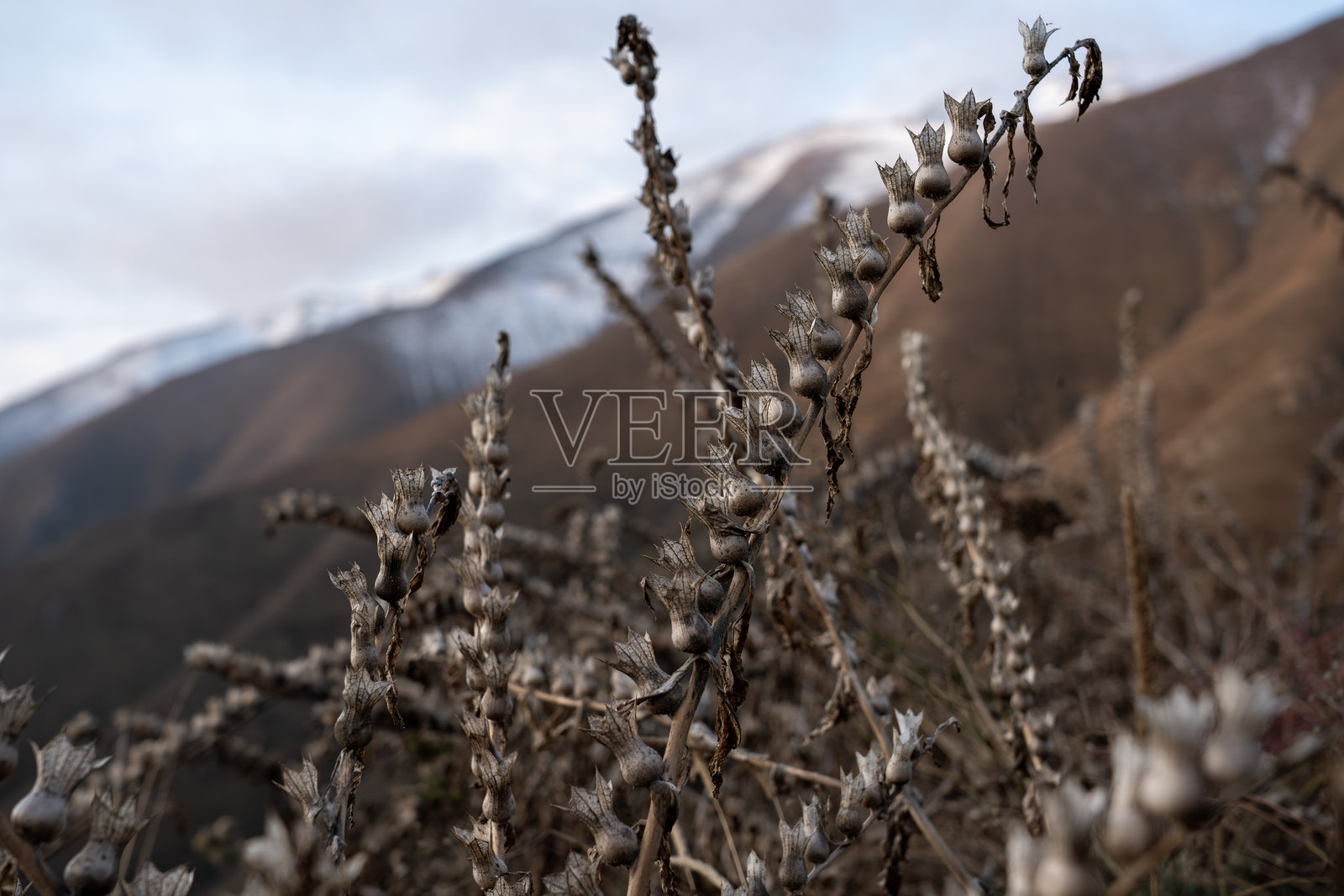 干枯的野花盛开在山坡上，远处是雾气弥漫的山谷，景色壮丽。照片摄影图片
