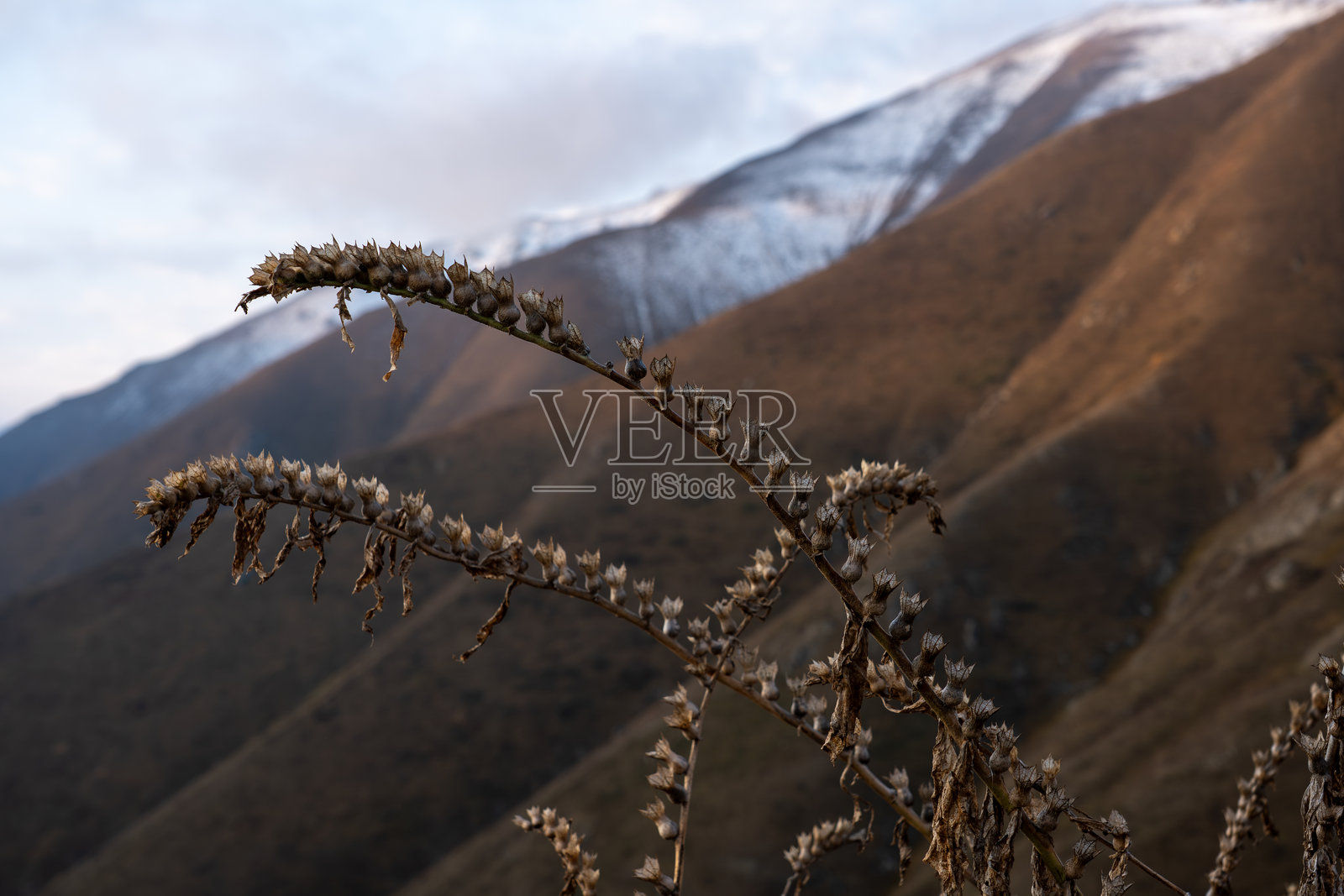 干枯的野花生长在山坡上，远处是雾气弥漫的山谷，景色十分壮观。照片摄影图片
