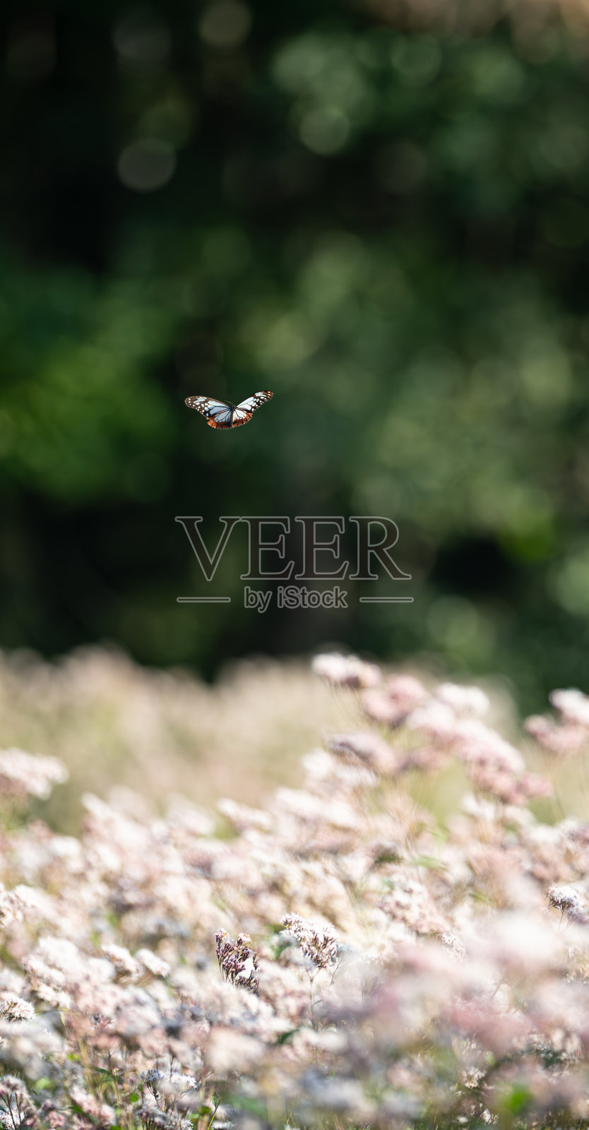 一只美丽的蝴蝶在旅行照片摄影图片