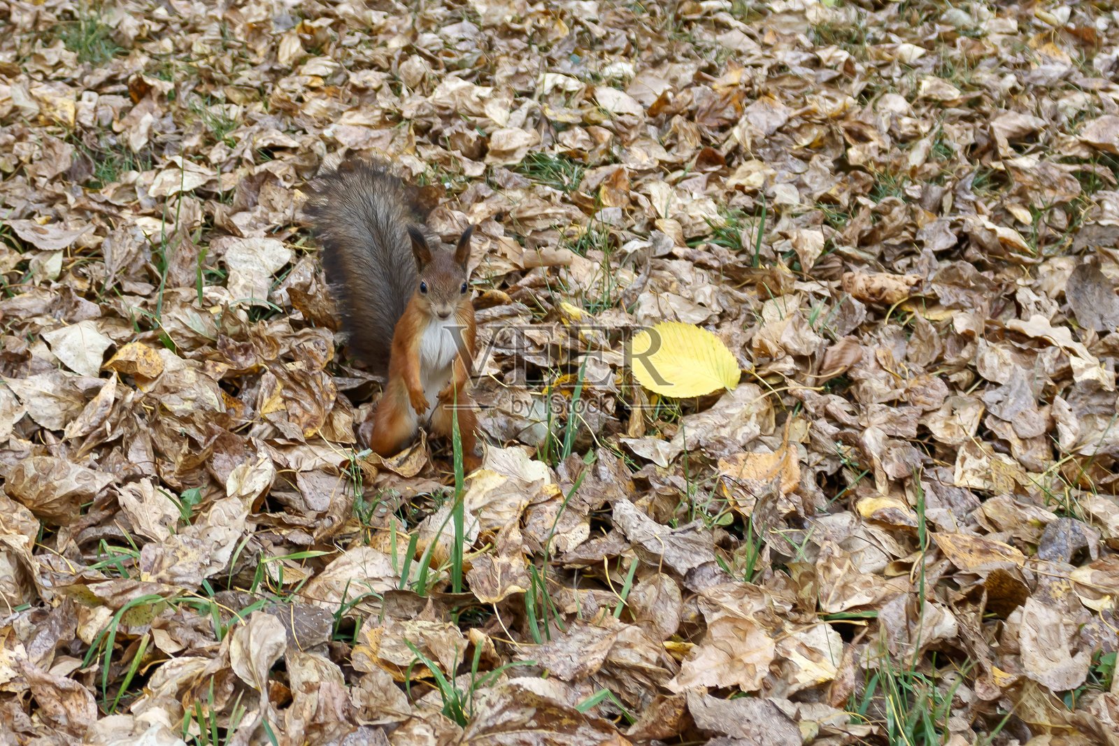 干枯的落叶中的松鼠照片摄影图片
