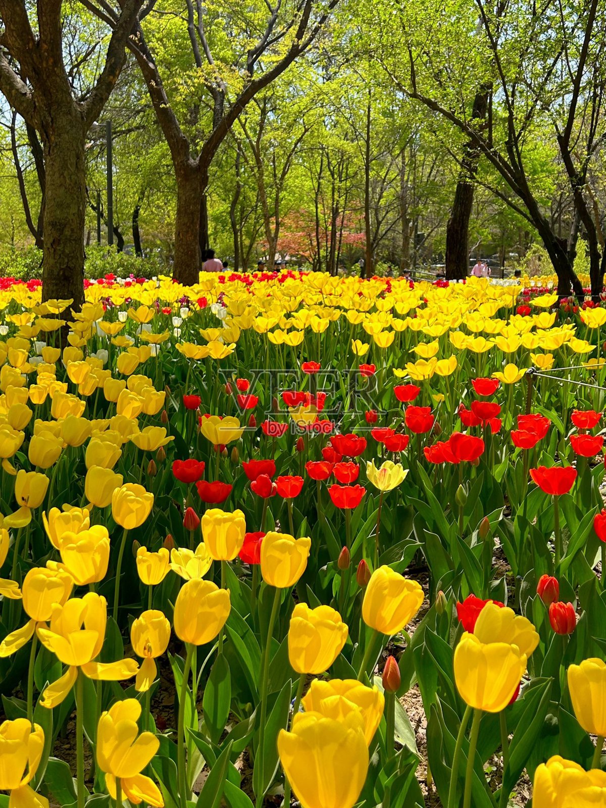 美丽的郁金香，花瓣鲜艳，形态优雅，象征着爱与春季的复苏。是花园、花束和季节性装饰的完美之选，带来色彩与魅力！照片摄影图片
