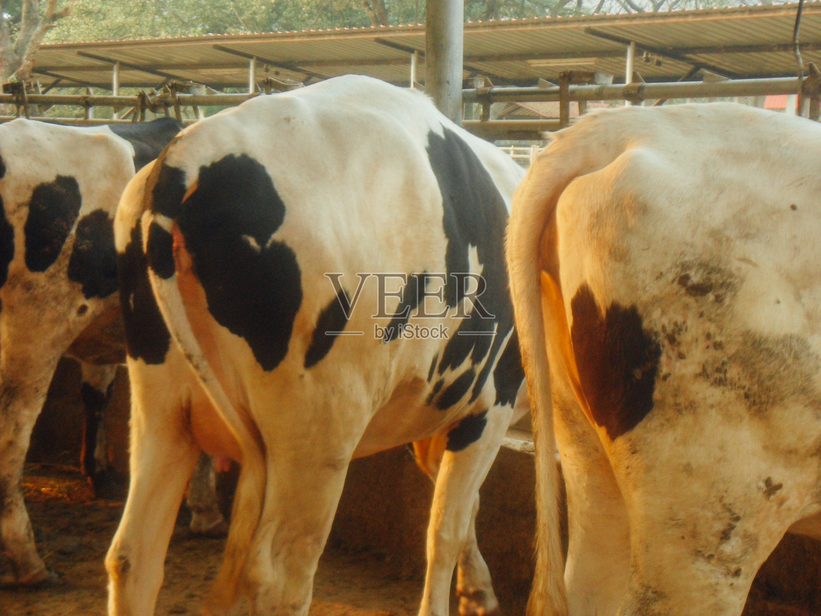 奶牛照片摄影图片