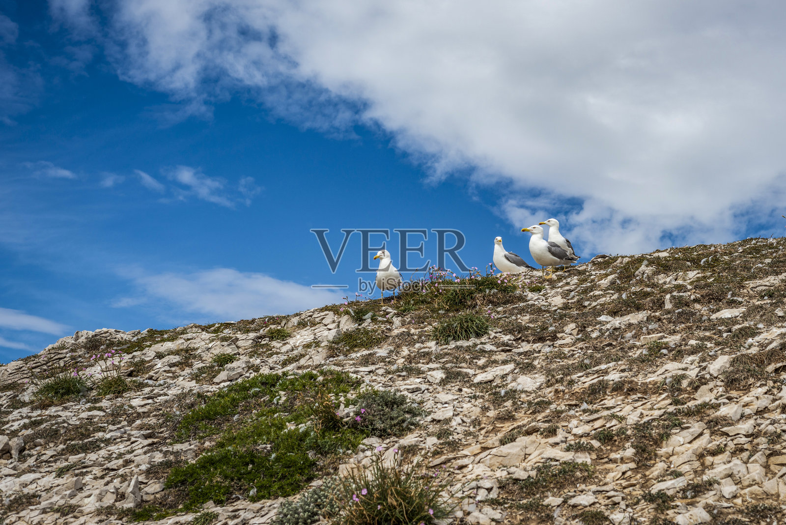 弗里乌尔群岛和波姆格岛照片摄影图片