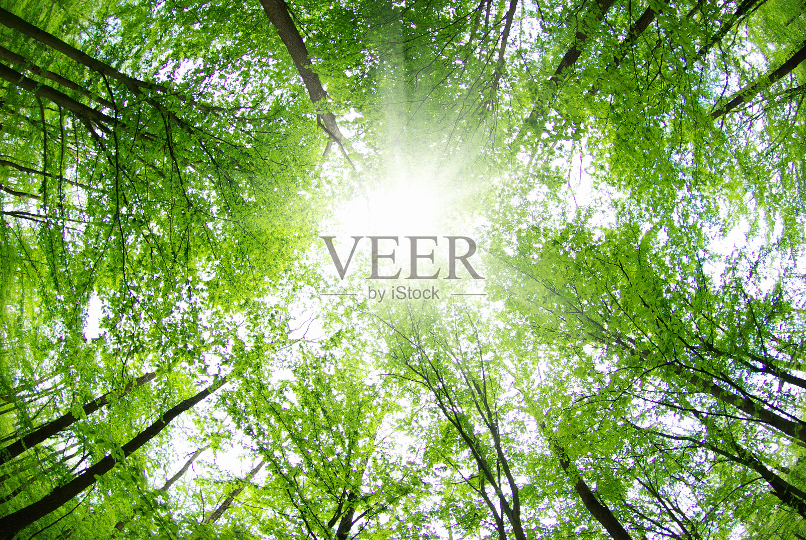 森林照片摄影图片