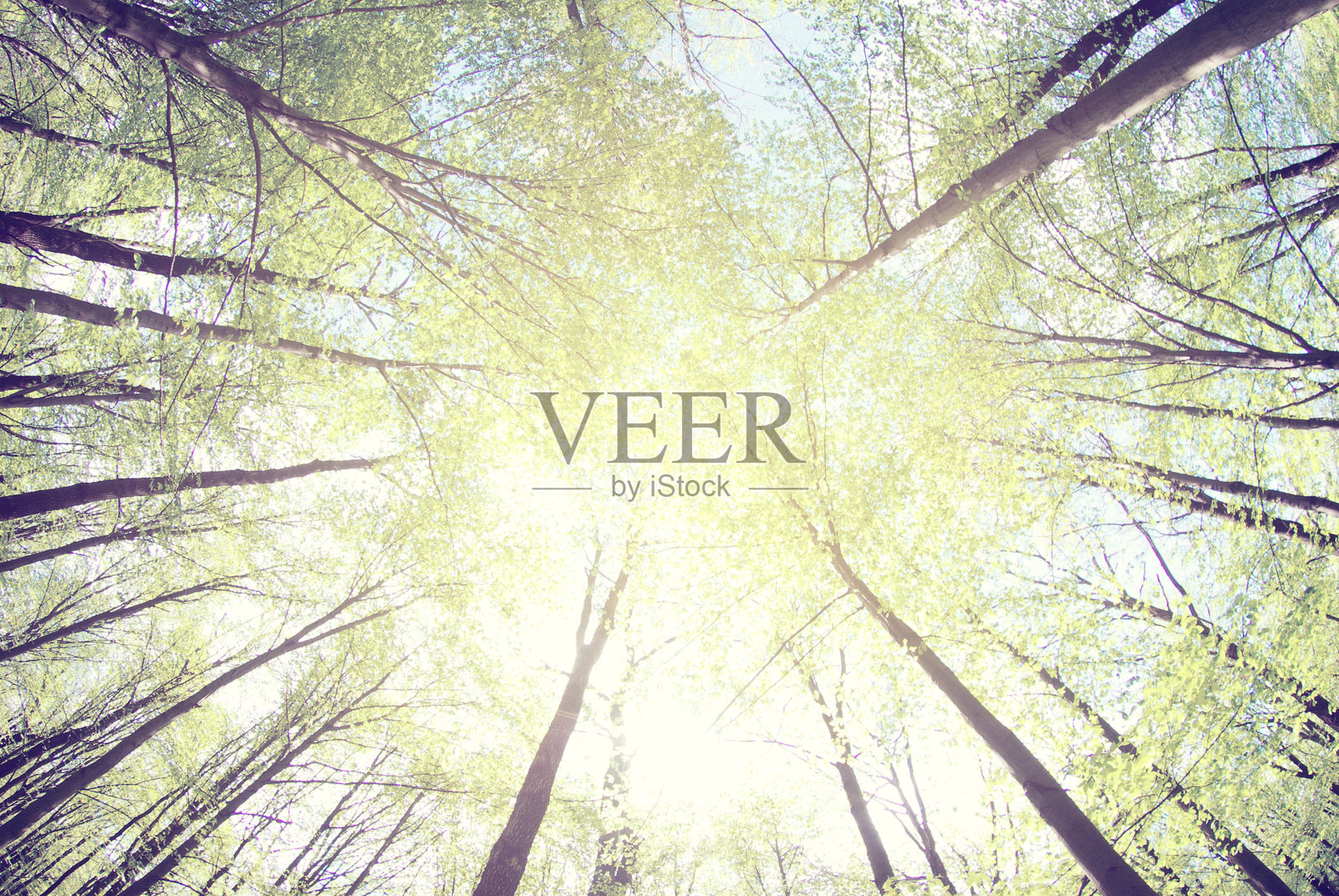 森林照片摄影图片