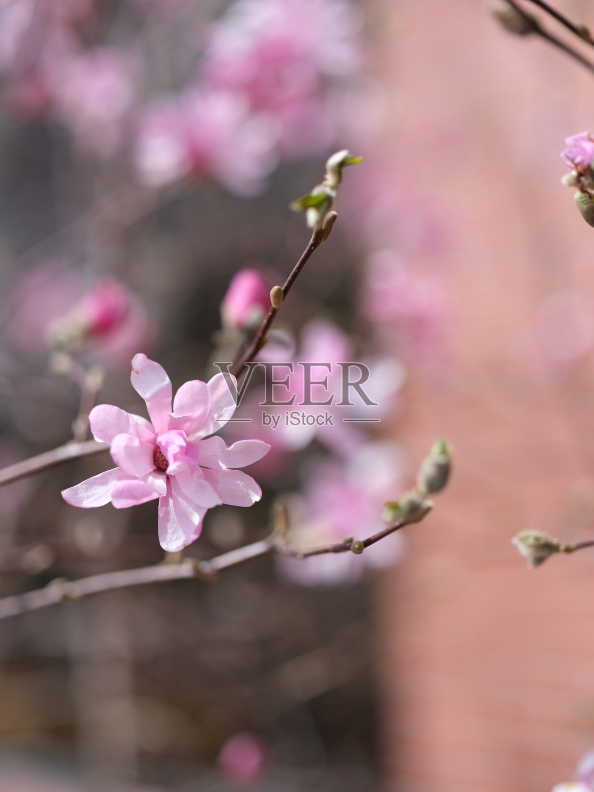 树木绽放照片摄影图片