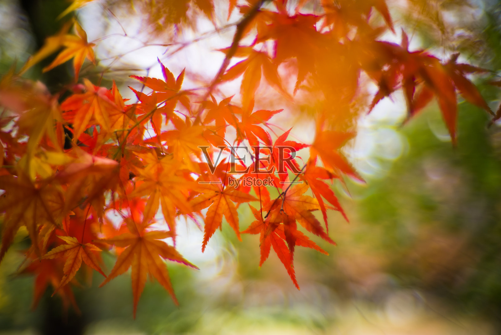 秋叶照片摄影图片