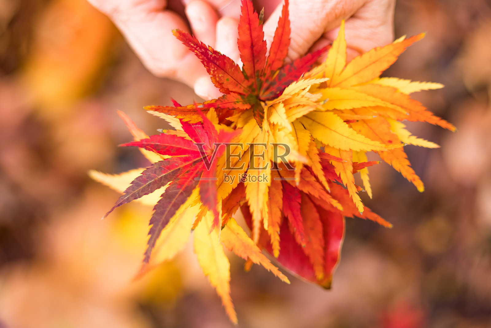 秋天的落叶照片摄影图片