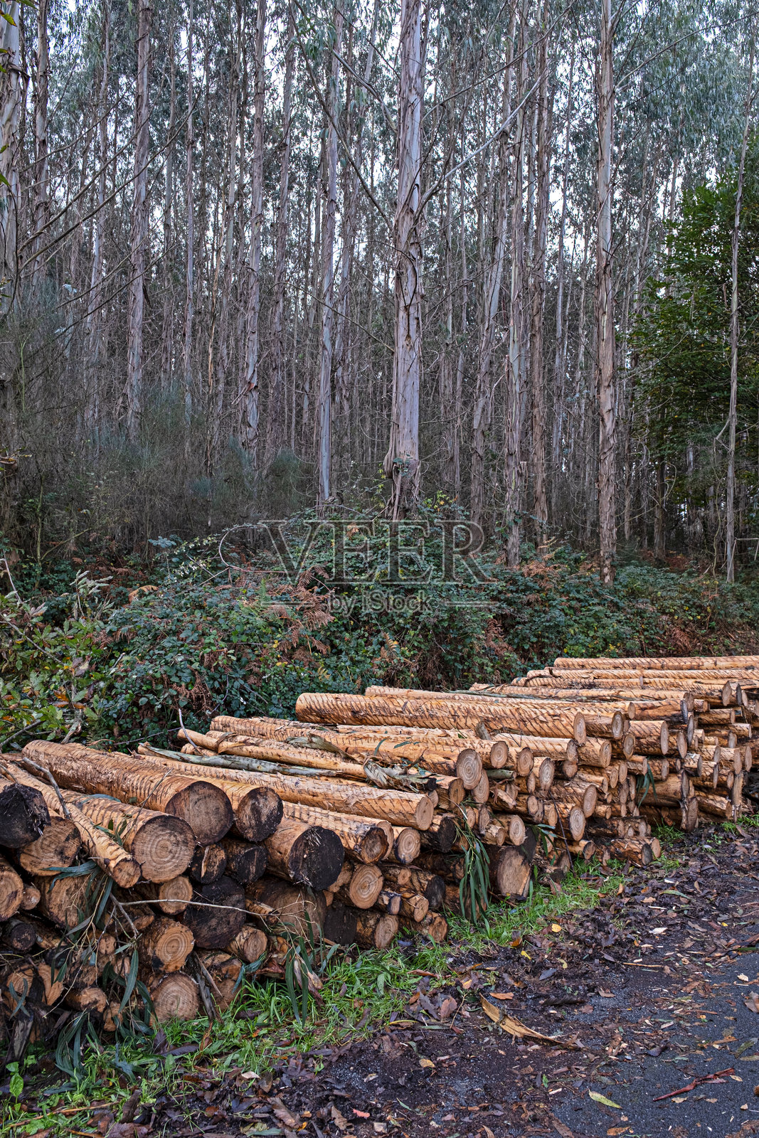 森林中新鲜砍伐的桉树原木照片摄影图片