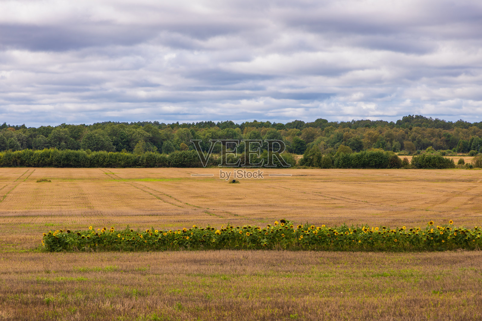 爱沙尼亚萨列马岛的收获田里的向日葵。照片摄影图片