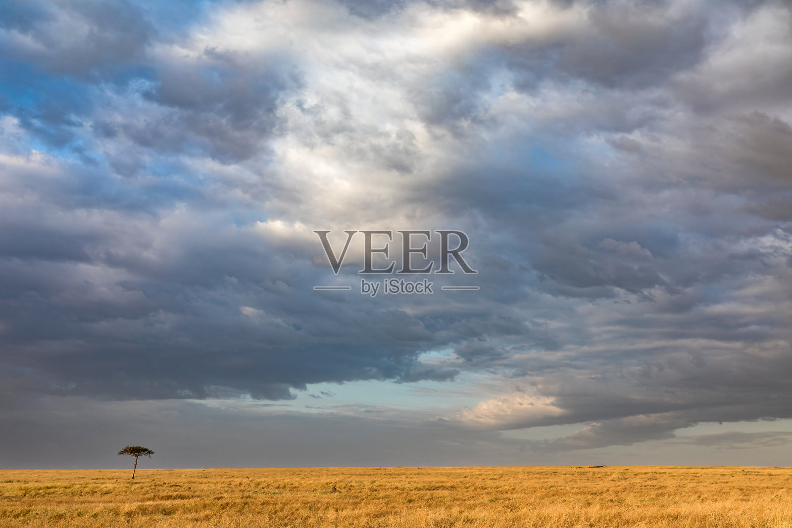 肯尼亚马赛马拉长草中的孤零零的金合欢树。美丽的暴风雨天空云景，有留白供添加文字。照片摄影图片