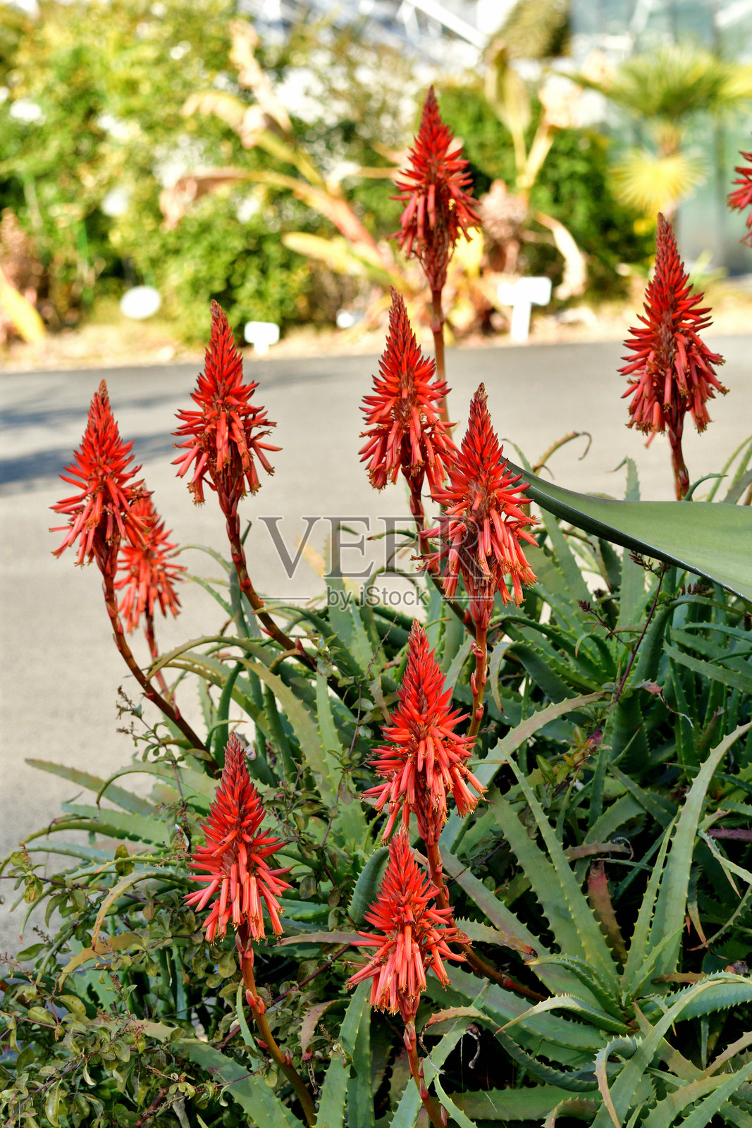 芦荟花照片摄影图片