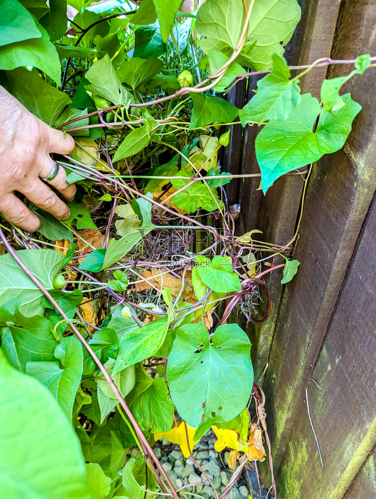 旋花藤蔓快速生长蔓延，造成了物业问题。照片摄影图片