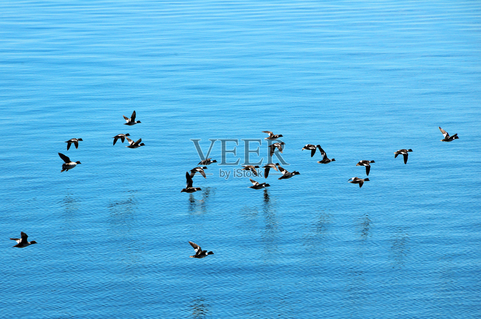飞行的鸭子 - 普通秋沙鸭（Mergus merganser）- 猛犸温泉，黄石国家公园，怀俄明州照片摄影图片