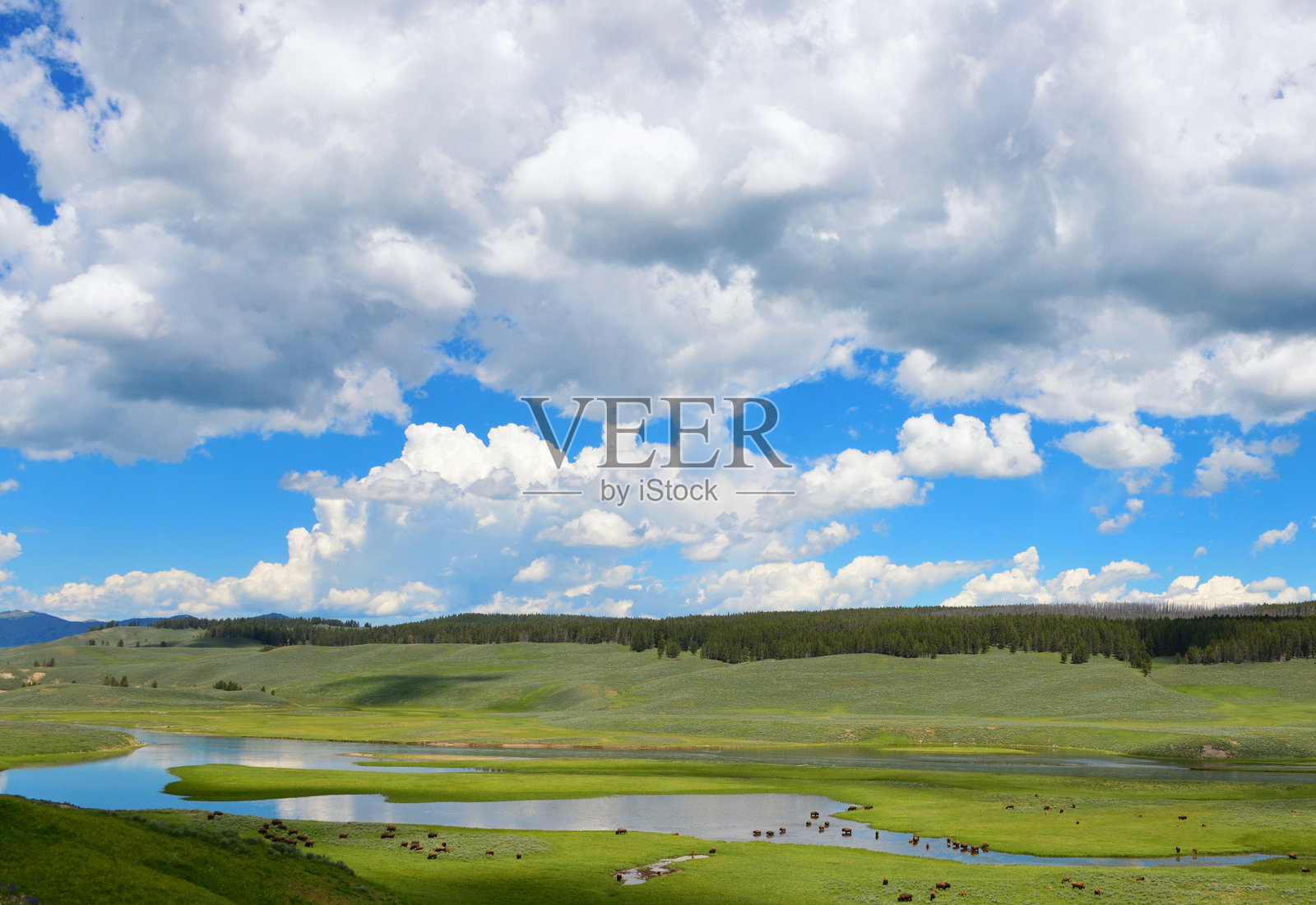 美国黄石国家公园怀俄明州海登山谷的草原上的北美野牛，黄石河，黄石国家公园，怀俄明州，美国照片摄影图片