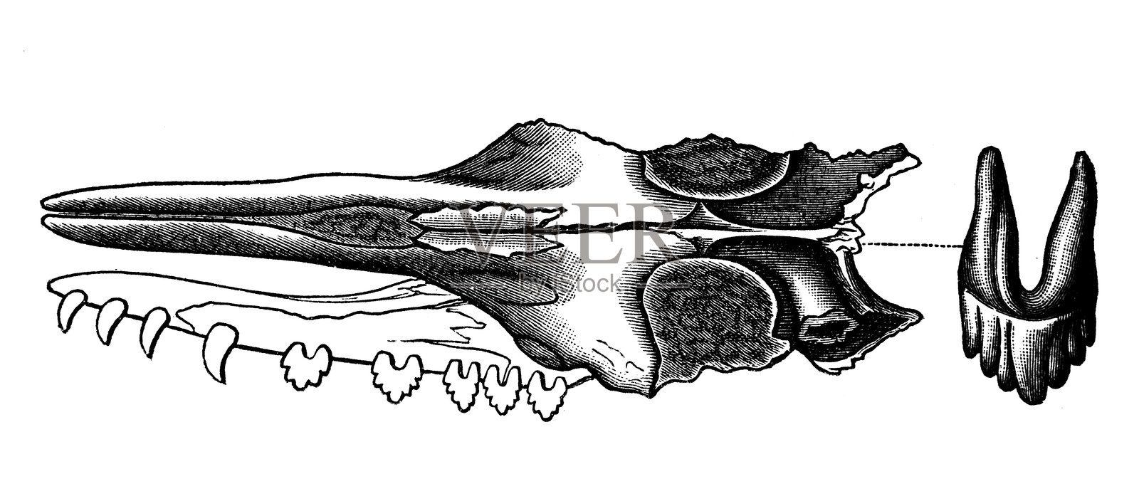 泽格巨齿龙插画图片素材