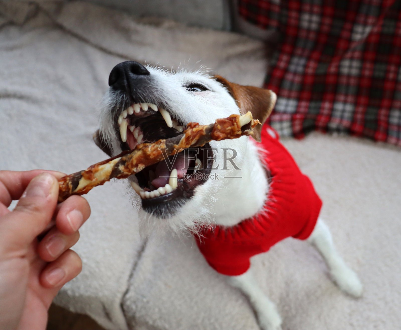 搞笑的杰克罗素梗犬张着嘴照片摄影图片