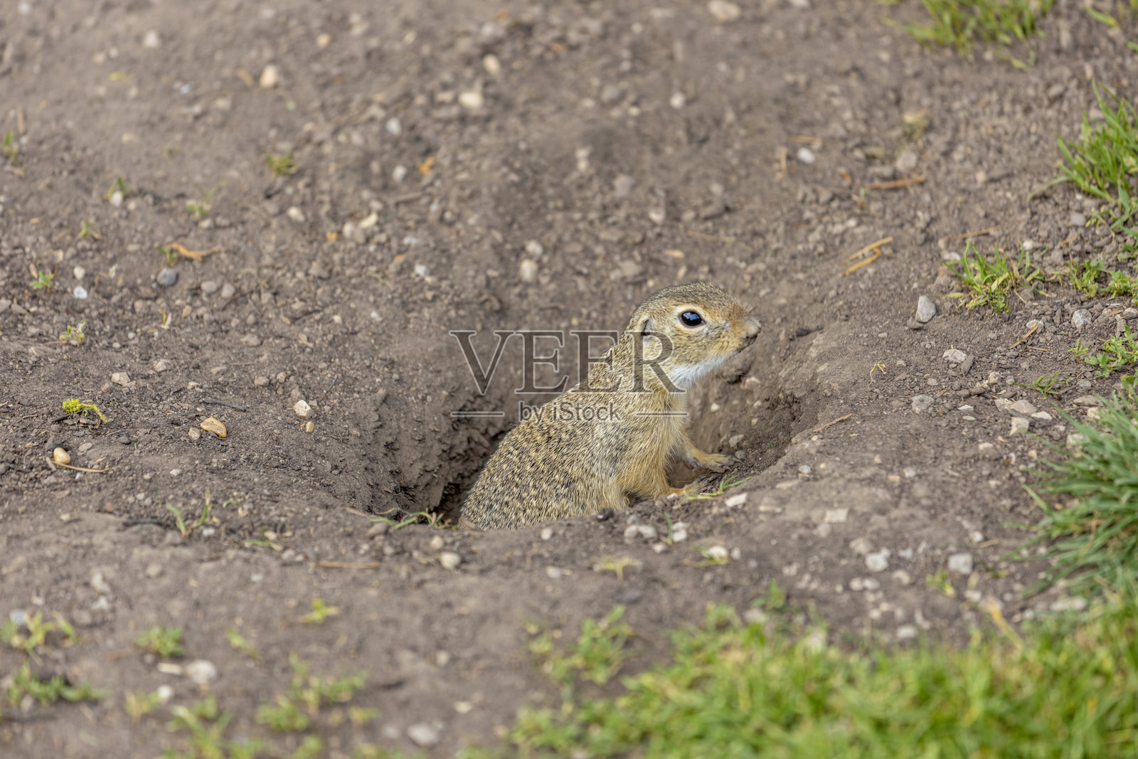 草地上的地松鼠。小型啮齿动物在自然栖息地觅食和活动。照片摄影图片