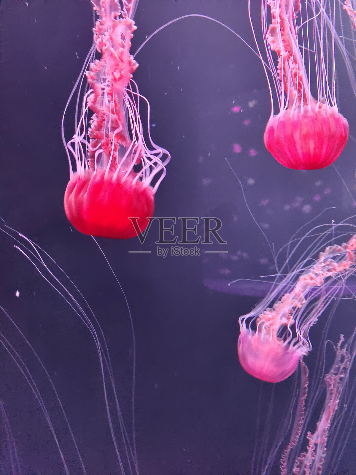 水中的水母照片摄影图片