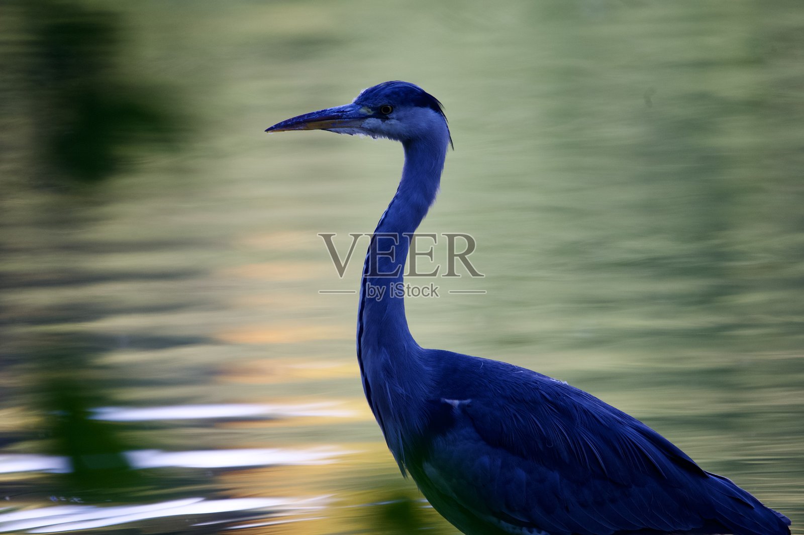 一只灰鹭独自站在五彩斑斓的水面上。照片摄影图片