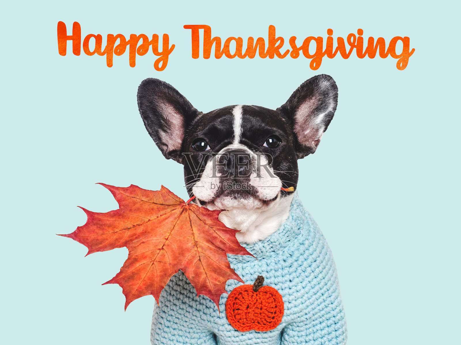 感恩节快乐。可爱的狗狗和秋天的黄叶照片摄影图片