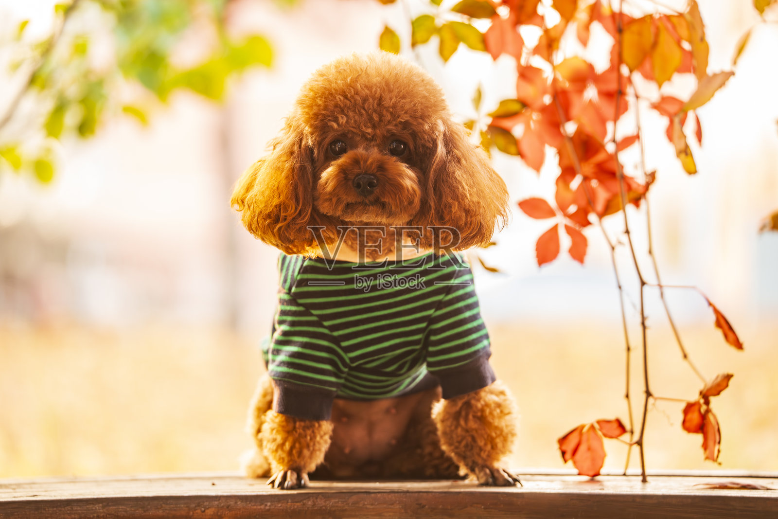 一只玩具贵宾犬在秋天照片摄影图片