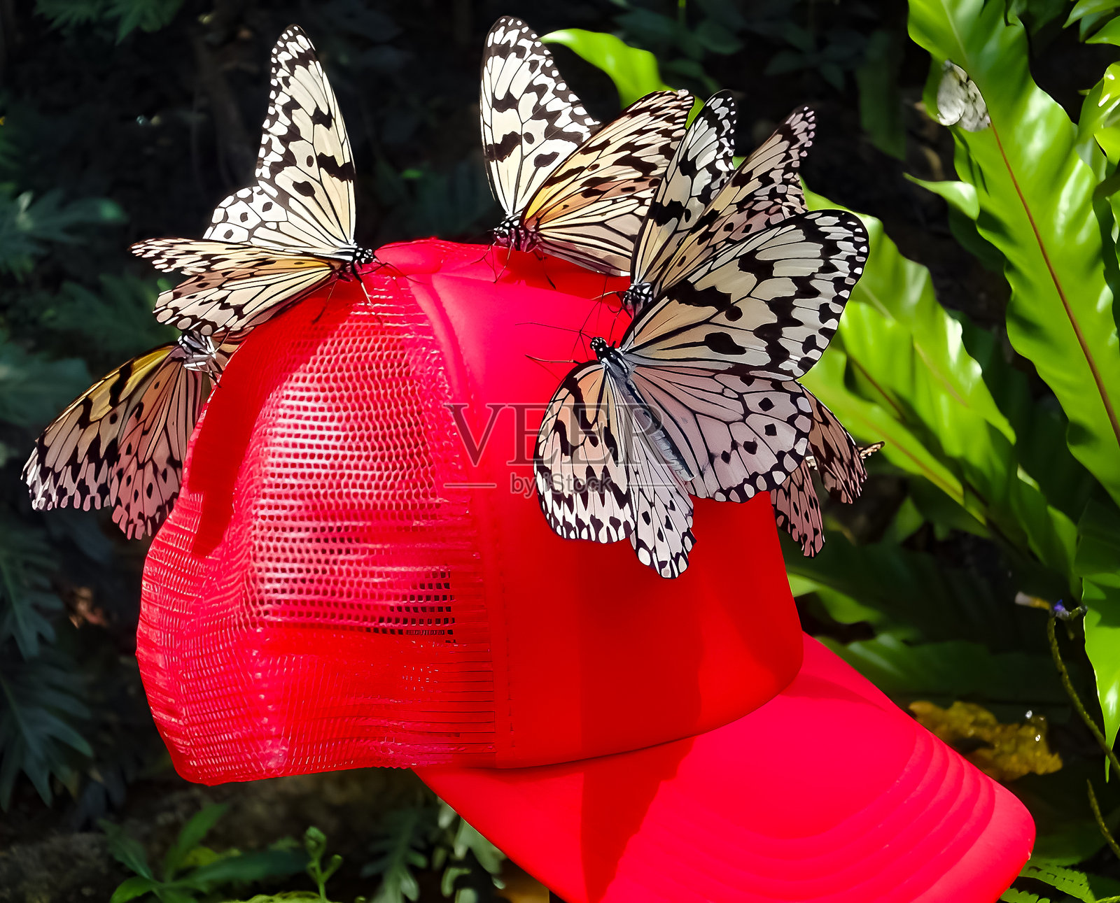 一群优雅的纸鸢蝴蝶栖息在鲜红的棒球帽上，展示着它们精美的图案。照片摄影图片