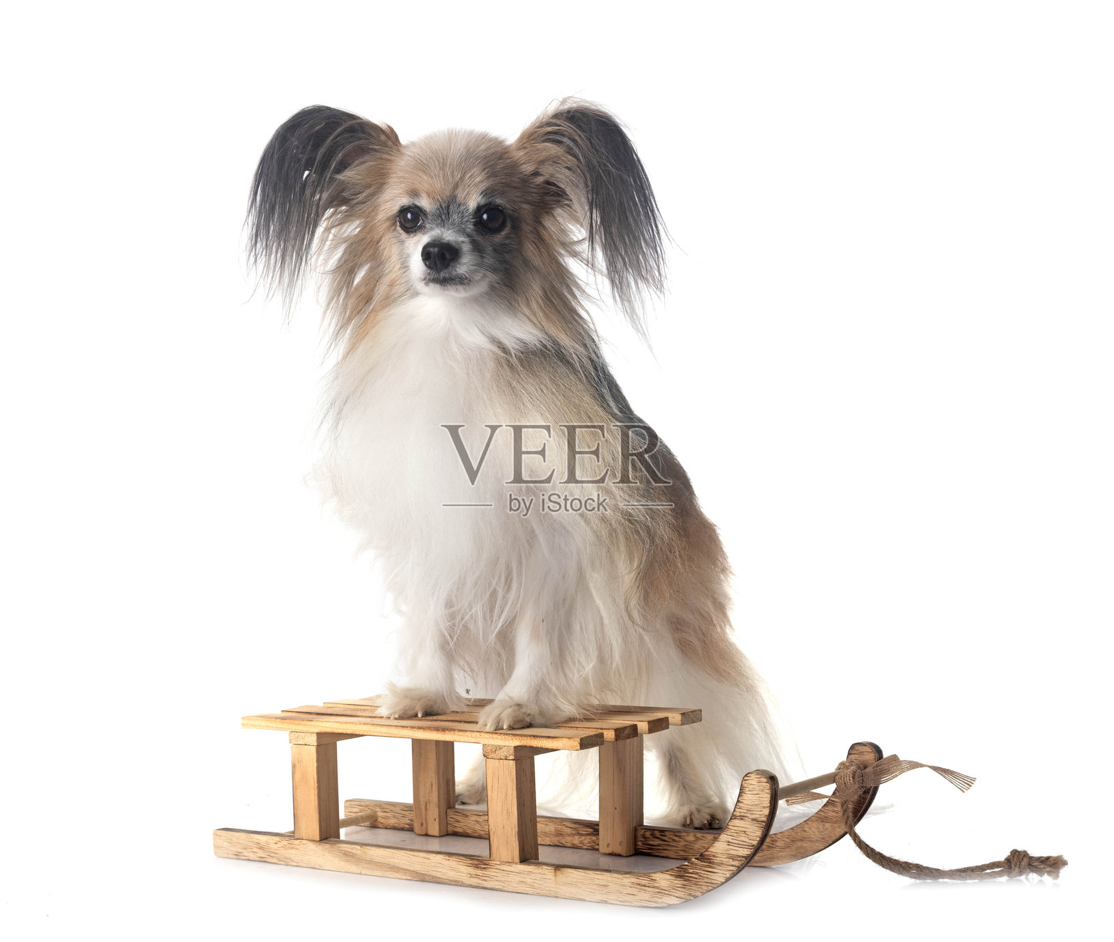 工作室里的蝴蝶犬照片摄影图片