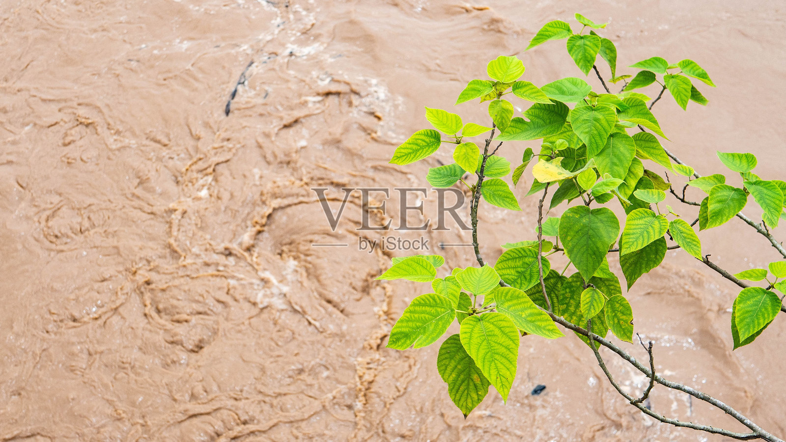 泰国北部，雨季时节，棕色的河流，绿色的丛林景观照片摄影图片
