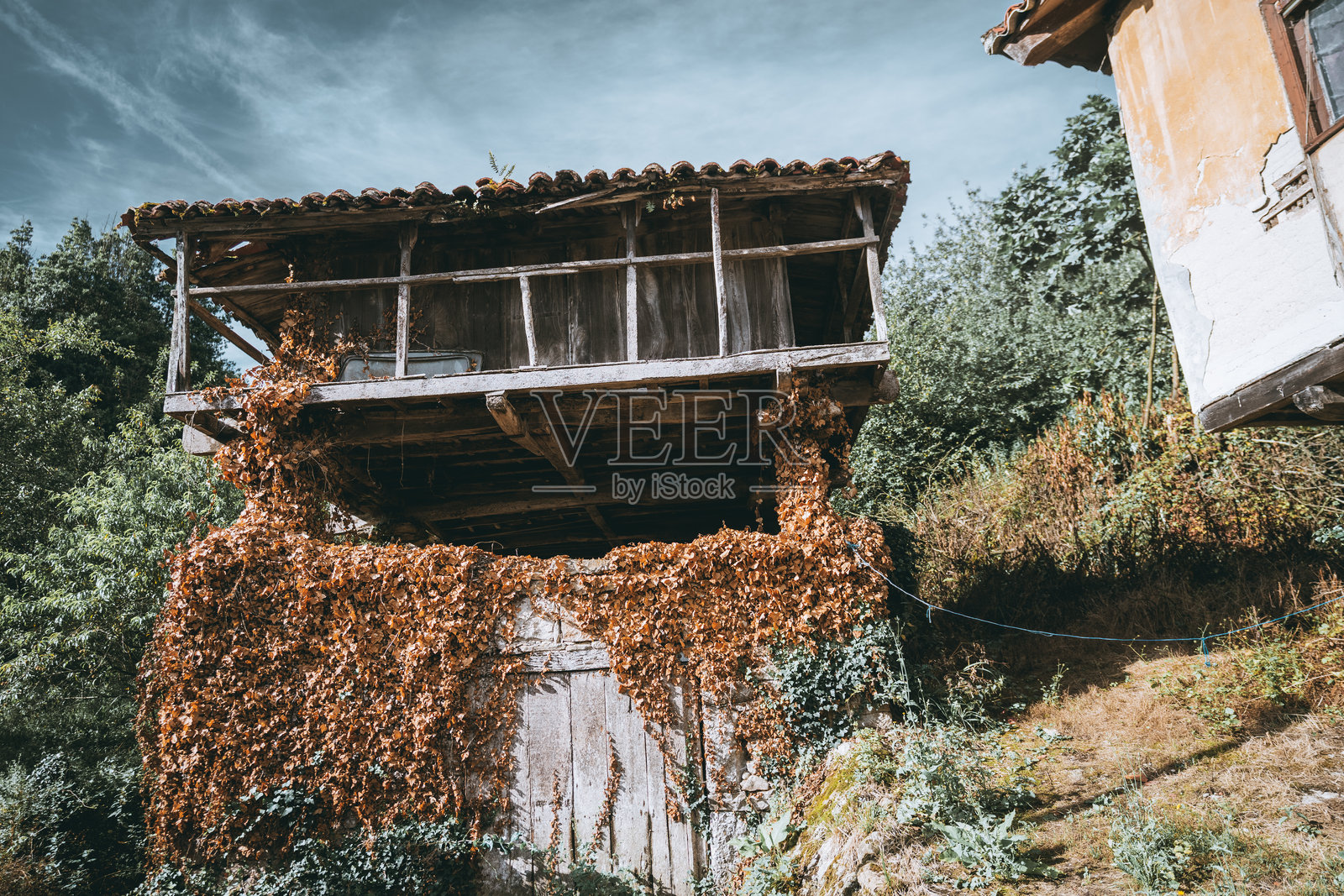 长满常春藤的乡村谷仓照片摄影图片