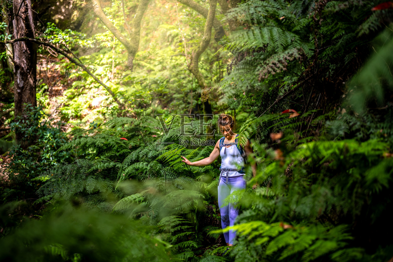 游客沿着被蕨类植物覆盖的天然丛林小径行走。该雨林位于葡萄牙马德拉岛的圣维森特。照片摄影图片