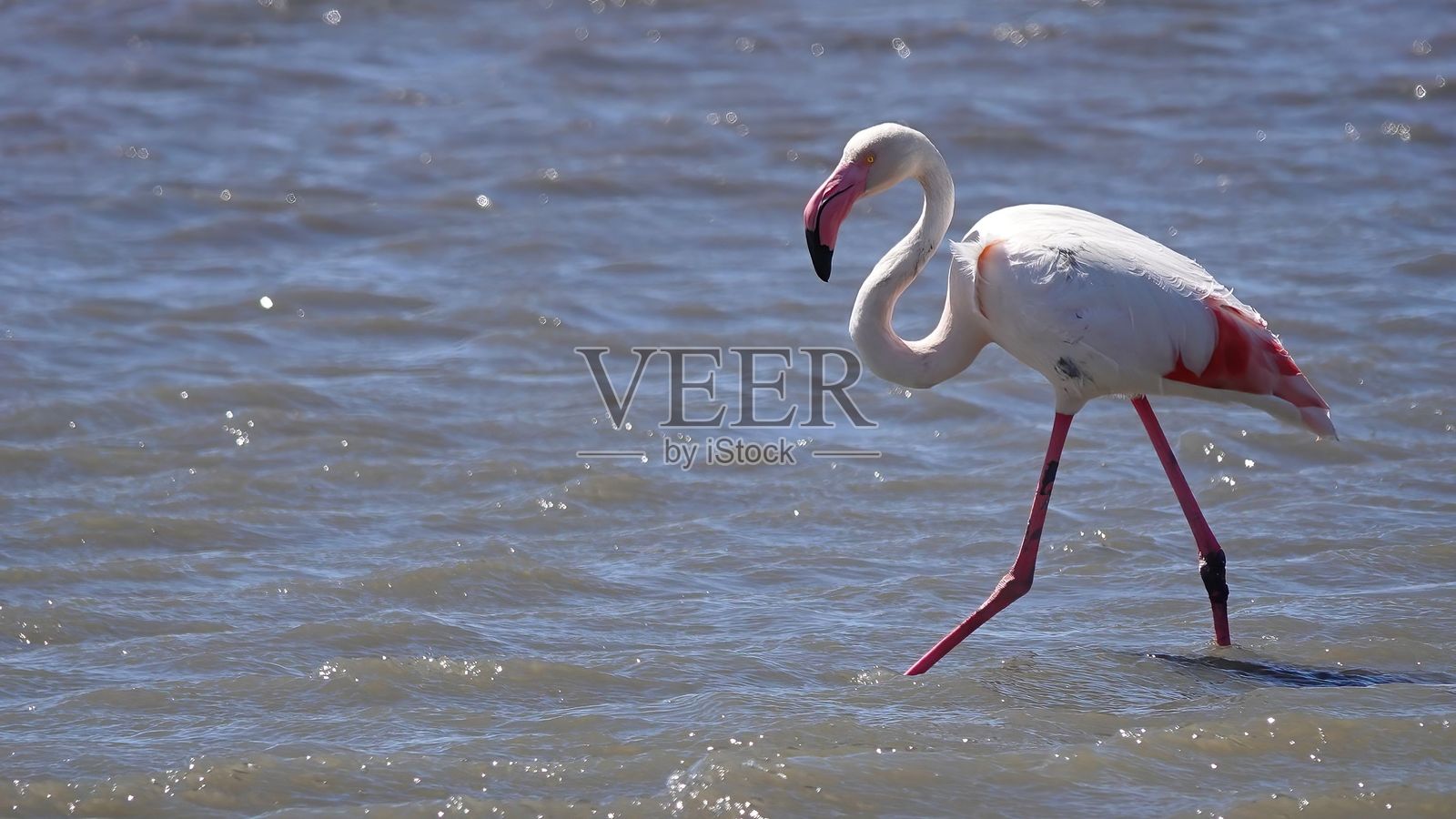 火烈鸟在波光粼粼的水中涉水而行照片摄影图片