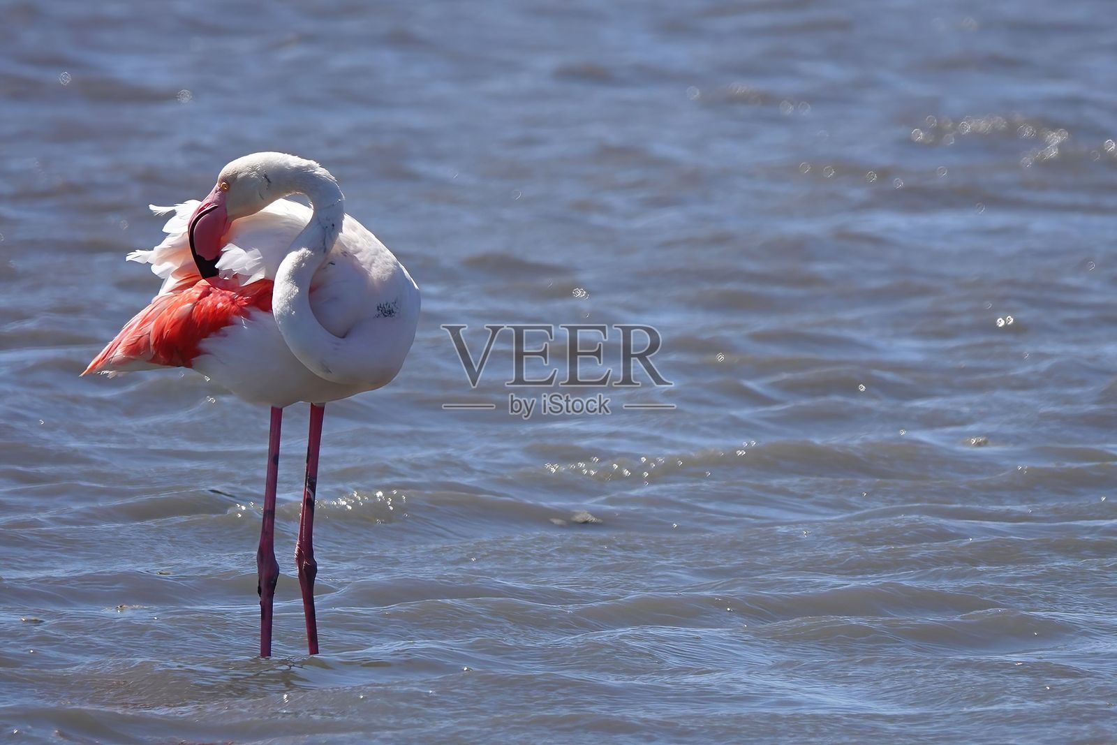 在波光粼粼的水中的火烈鸟照片摄影图片
