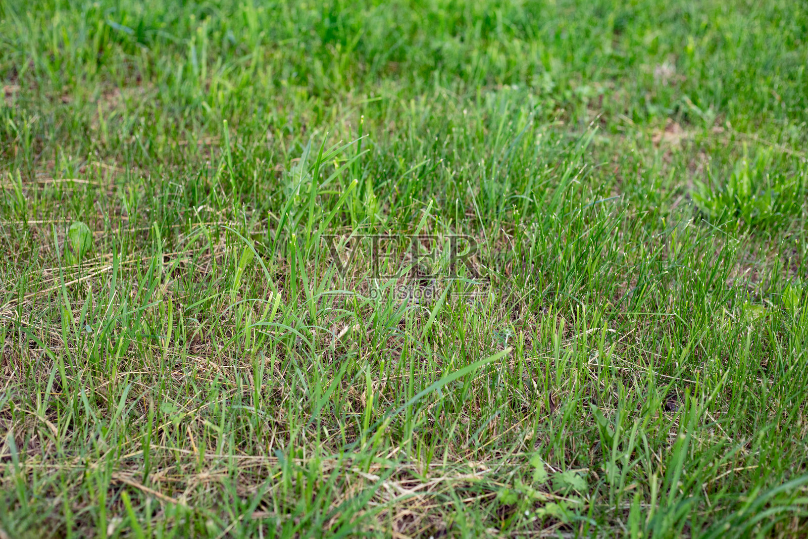 草坪上的草。春季绿色修剪过的草坪草。新鲜草地的特写。照片摄影图片