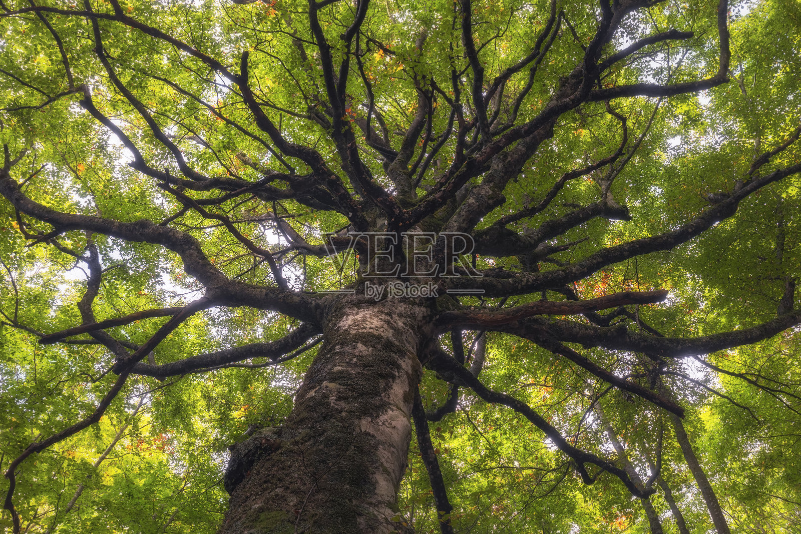 绿色大教堂照片摄影图片