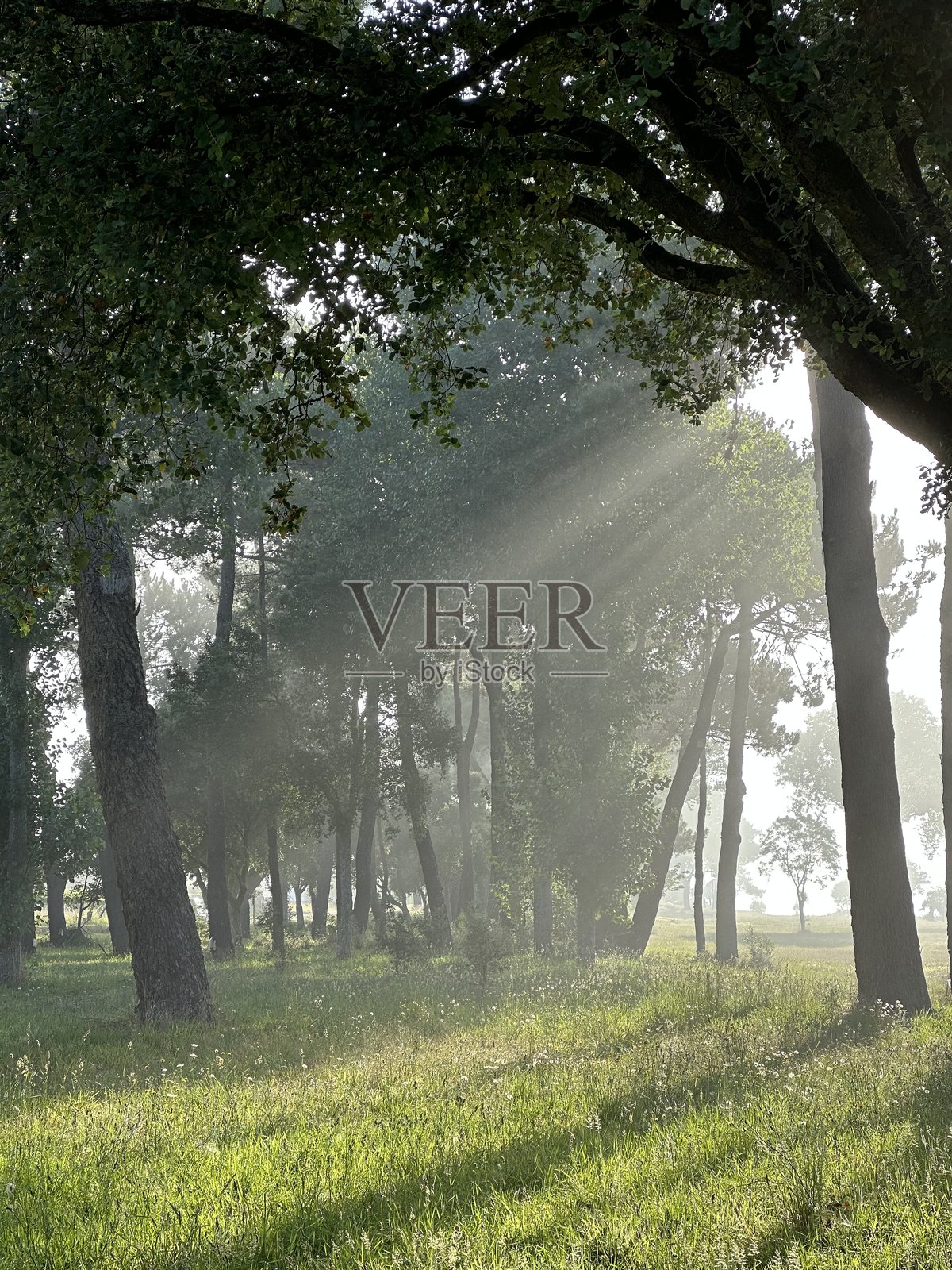 2024年7月，西班牙加利西亚大区奥罗萨尔镇埃拉斯附近，阳光穿透薄雾笼罩的森林。照片摄影图片