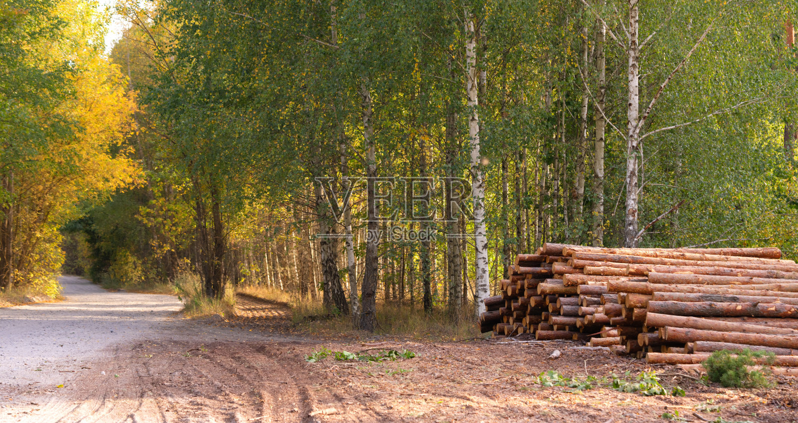 森林场景，有土路、树木和一堆木材照片摄影图片