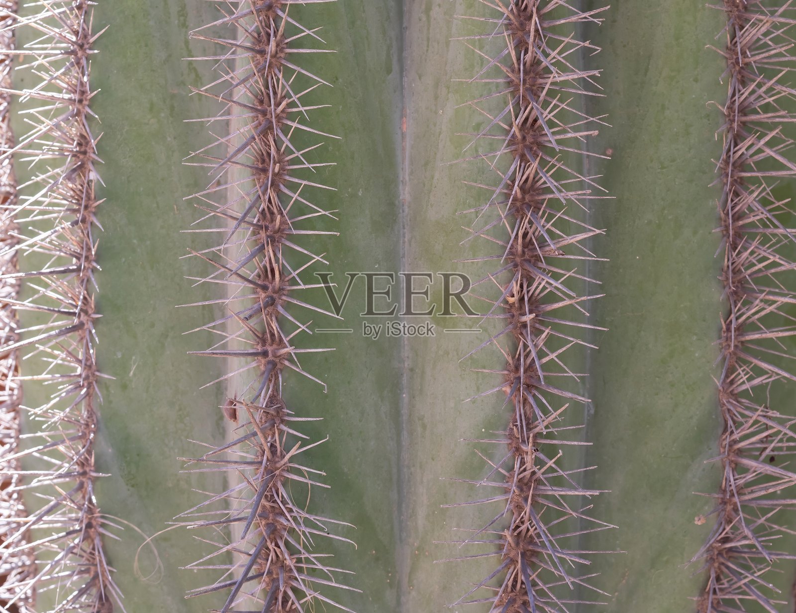 仙人掌刺宏观纹理照片摄影图片