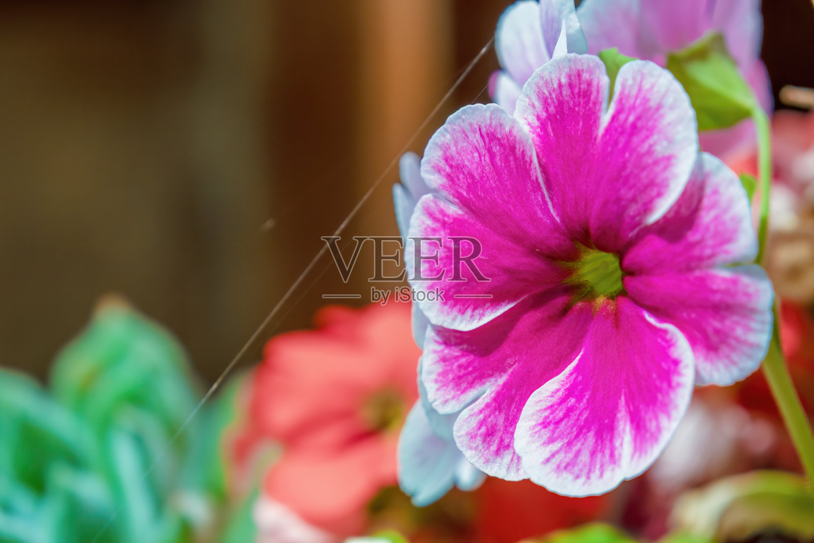 多彩的毒 the primrose 花照片摄影图片