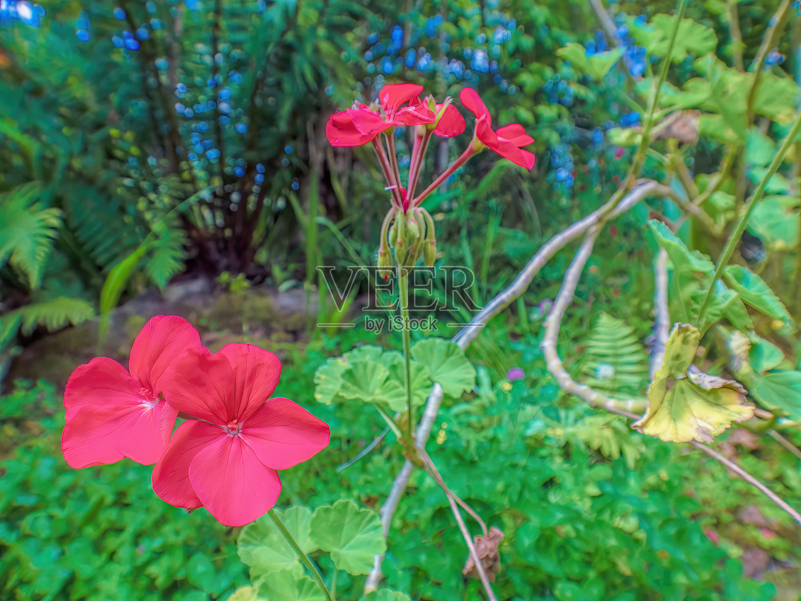 花园里的红色天竺葵花和叶子照片摄影图片