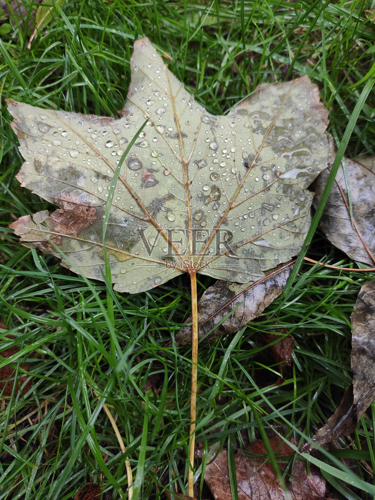 秋季美丽自然风光摄影照片摄影图片