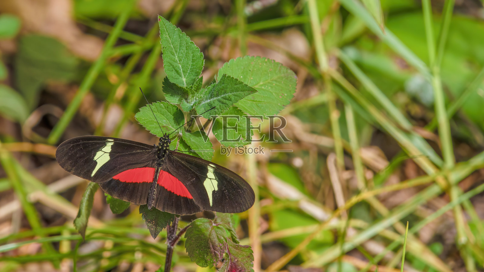 一只山地长翅蝴蝶停在一片叶子上照片摄影图片
