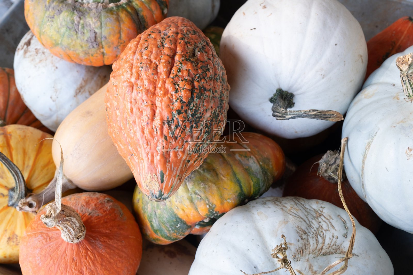 南瓜照片摄影图片