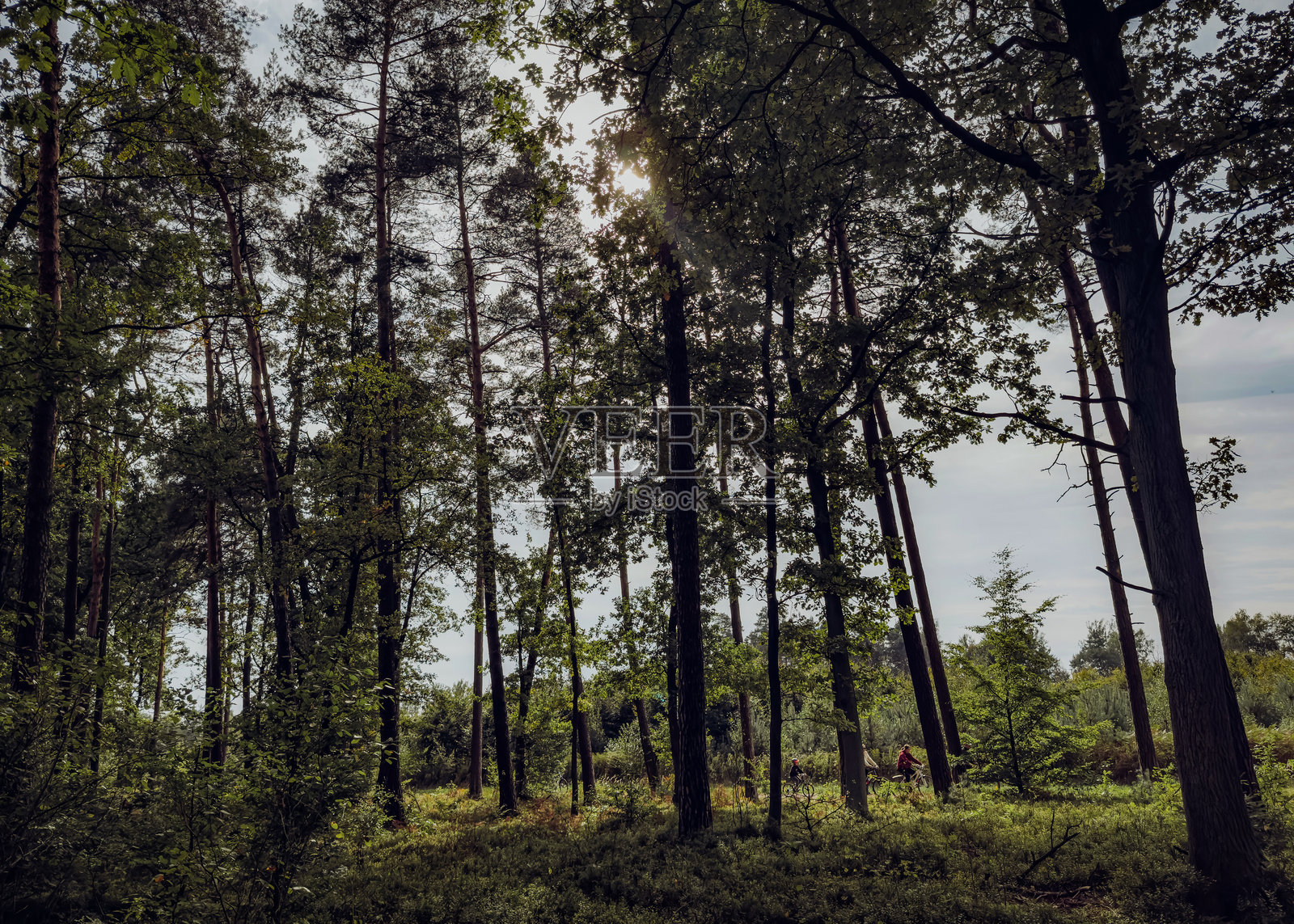 初秋的森林，色彩斑斓的树叶，朦胧的氛围，柔和的自然光透过高大的树木洒下照片摄影图片