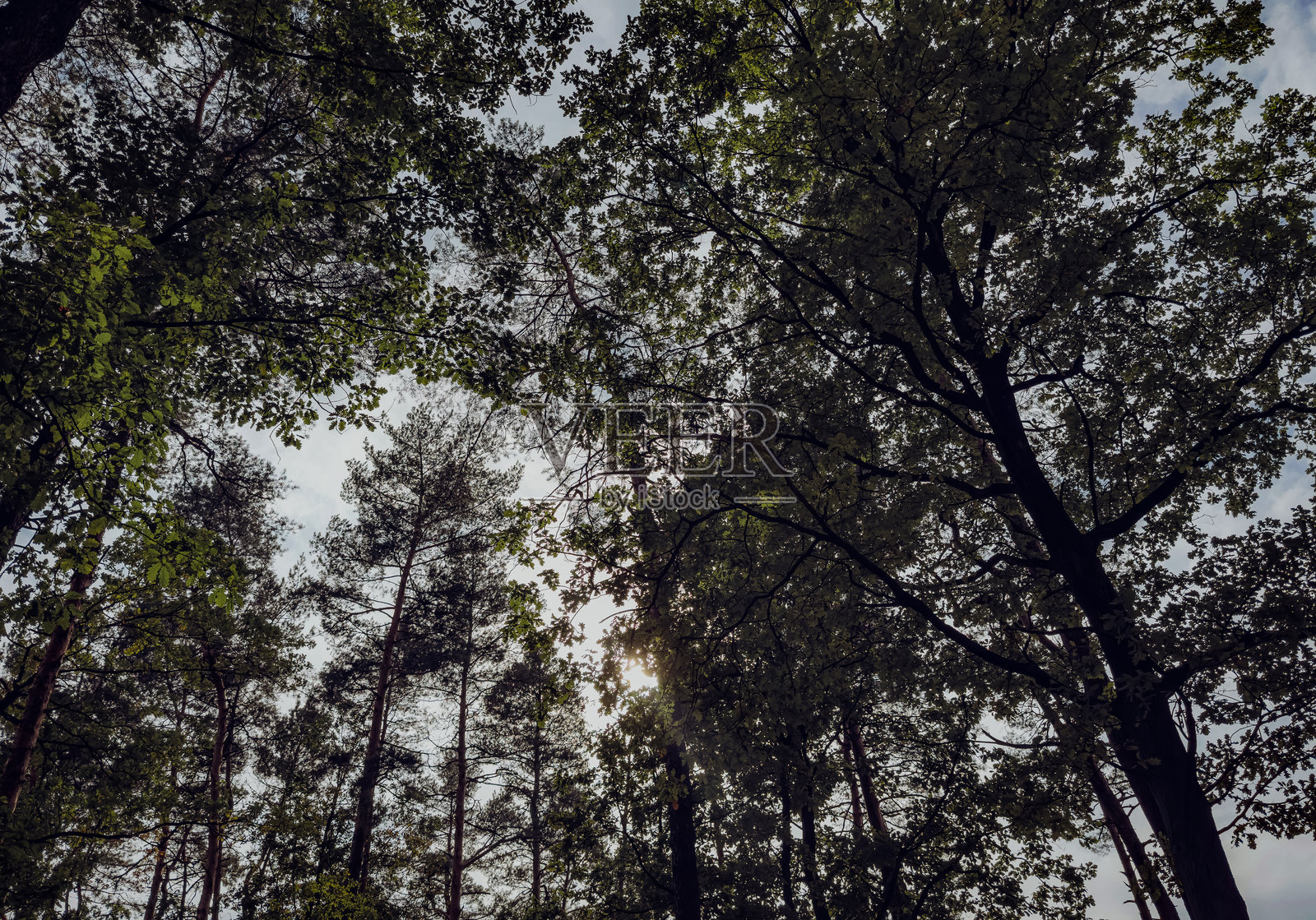 初秋森林，色彩斑斓的树叶，薄雾弥漫，柔和的自然光透过高大的树木洒落。照片摄影图片