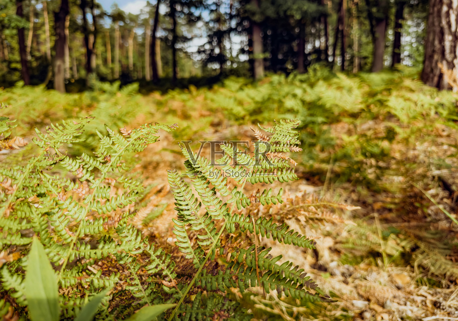 柔和的自然光照下，茂密的森林里生长着绿色的蕨类植物，秋季宁静的林地植被照片摄影图片