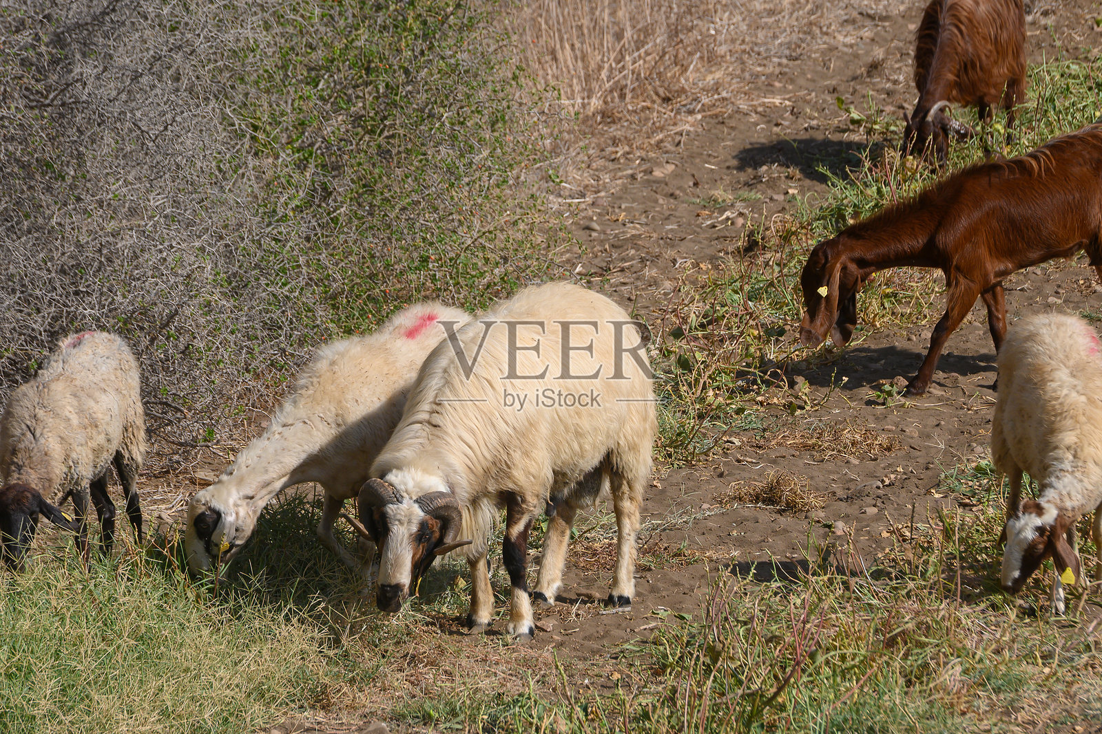 塞浦路斯山羊和绵羊在山丘农场上吃草照片摄影图片