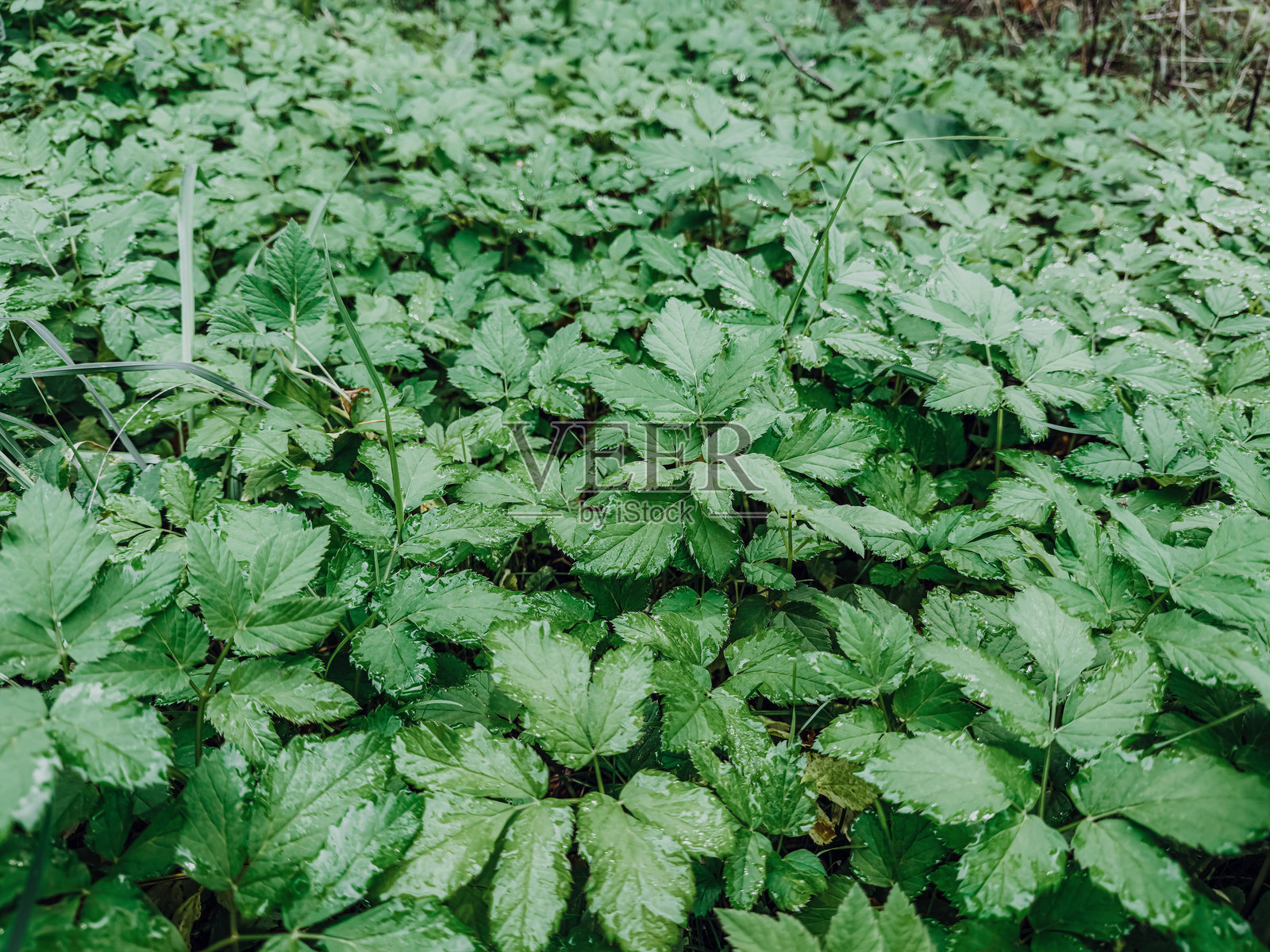 新鲜的绿叶覆盖着森林地面，构成自然的纹理和郁郁葱葱的林地背景照片摄影图片