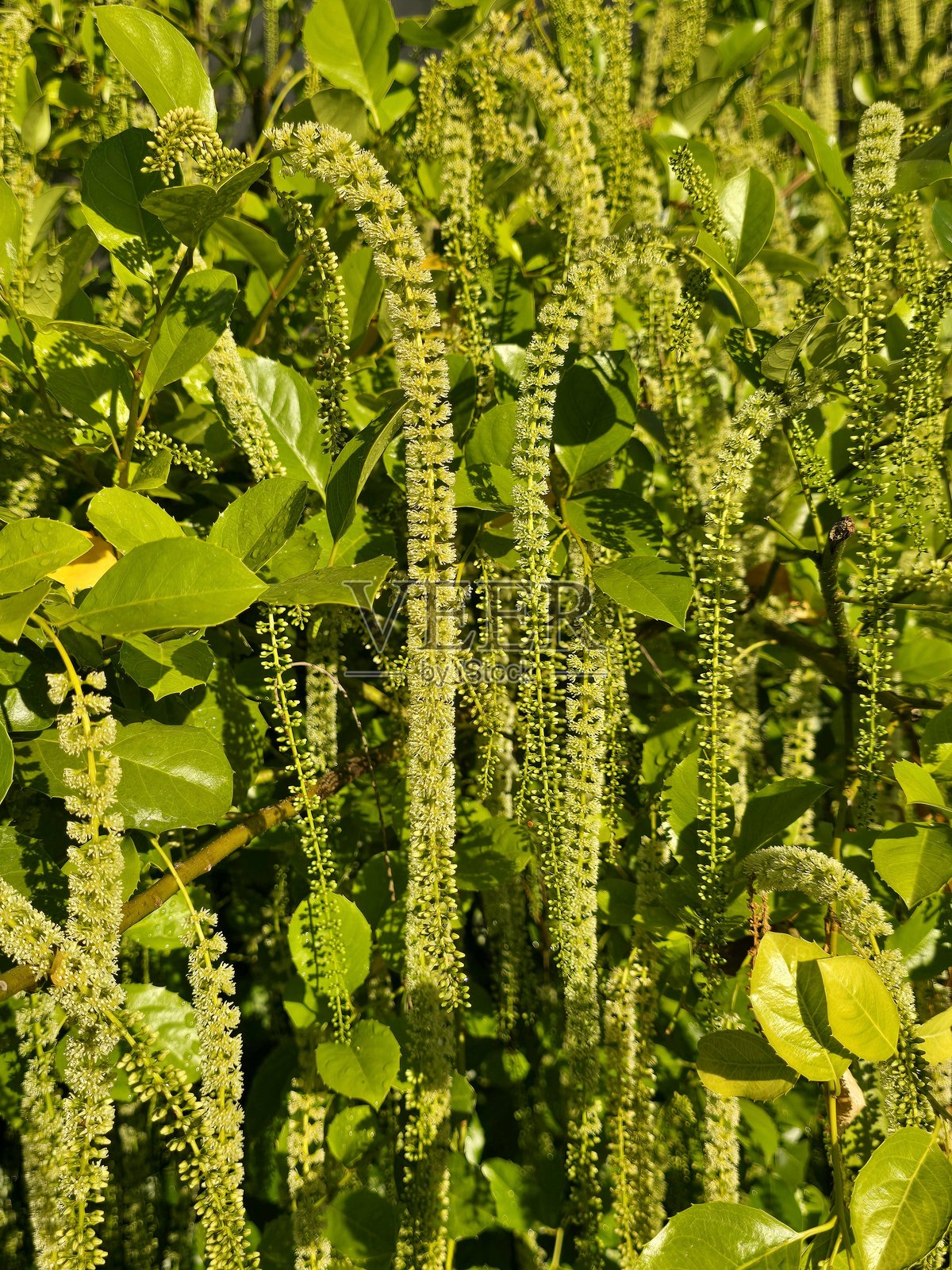 2025年7月12日，在温哥华海旁绿道人行道旁的溪畔社区康乐中心，科学馆附近的花卉和植物。照片摄影图片